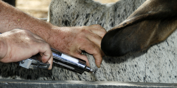 vacina adab oitenta porcento.png