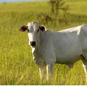 Atualização cadastral 