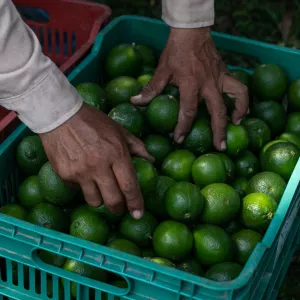 Seagri promove reunião para discutir a Citricultura na Bahia 