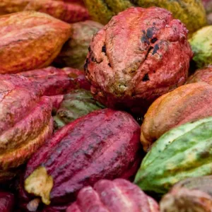 Cacau cresce na Bahia