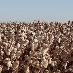 Algodão