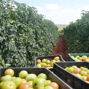 Divulgação Internet