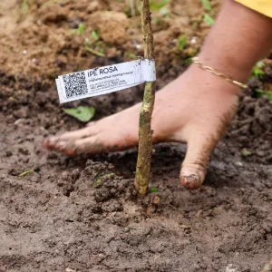 Projeto de arborização urbana em Barreiras