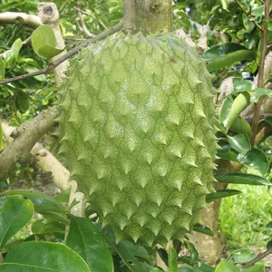 Graviola