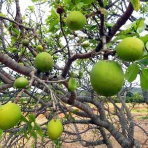 Mangaba