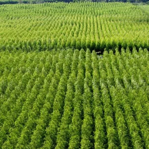 Produção florestal