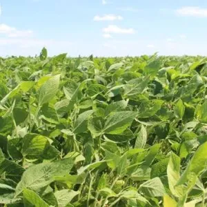 Agricultura