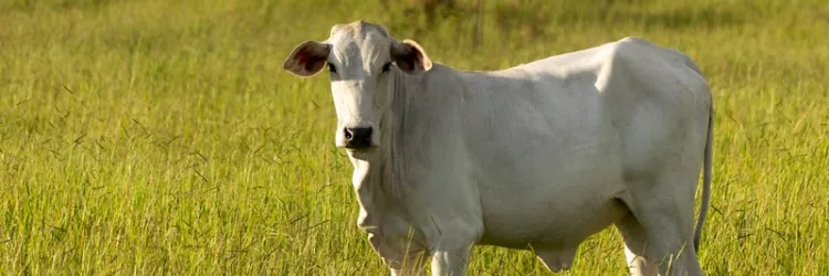 Atualização cadastral 