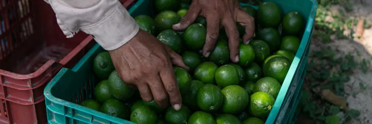 Seagri promove reunião para discutir a Citricultura na Bahia 