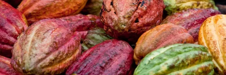 Cacau cresce na Bahia