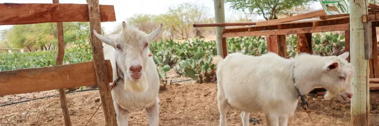 Centro de Comercialização de Animais de Casa Nova