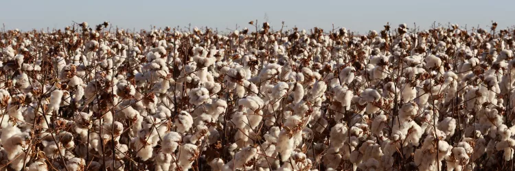 Algodão