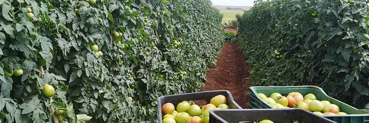 Divulgação Internet