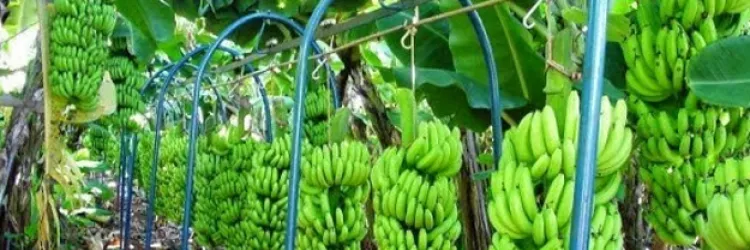 Plantação de banana