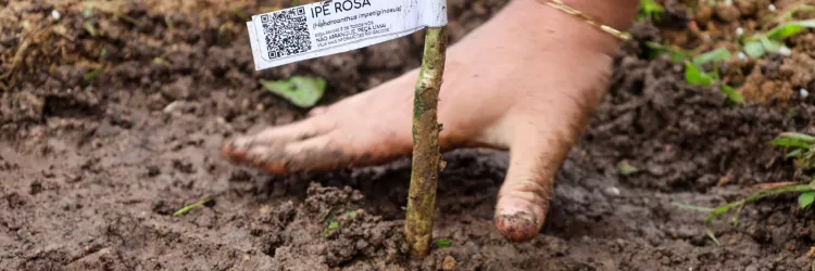 Projeto de arborização urbana em Barreiras
