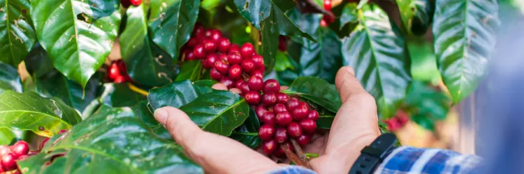 Dia Mundial do Café