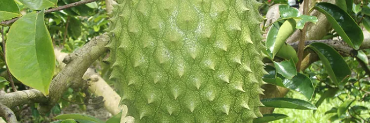 Graviola