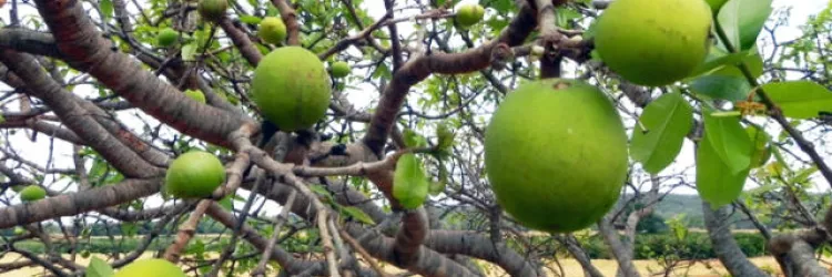 Mangaba