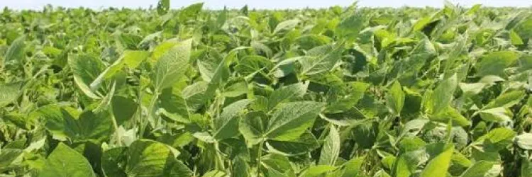 Agricultura