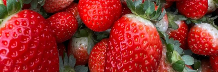 Morango