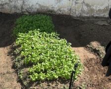 A orta Juazeiro 7.jpg