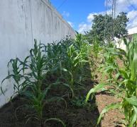 A orta Juazeiro 8.jpg