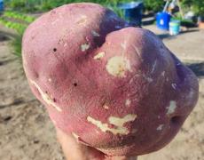 AAA a As mãos que alimentam 1.jpg