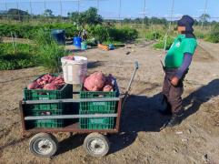 AAA a As mãos que alimentam 3.jpg