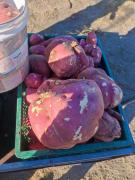 AAA a As mãos que alimentam 4.jpg