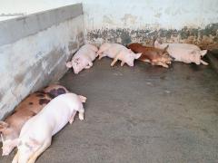 AA aa aaa visita a Cpfs 5.jpg