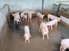 AA aa aaa visita a Cpfs 8.jpg