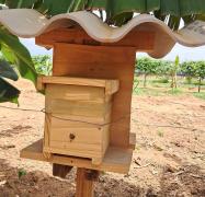 AAA aa a carpitaria 1.jpg