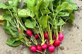 zzzzzz Juazeiro ortaliças 2.jpg