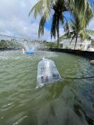 AAAA Psiculcura de Simoes 1.jpg