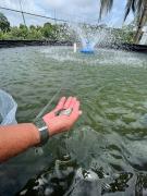 AAAA Psiculcura de Simoes 2.jpg