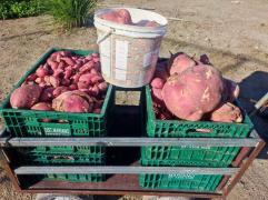 AAA a capa As mãos que alimentam.jpg