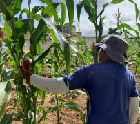 AAAA aa milho capa.jpg