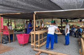 AAA aa a carpitaria 3.jpg