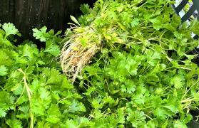 zzzzzz Juazeiro ortaliças 1.jpg