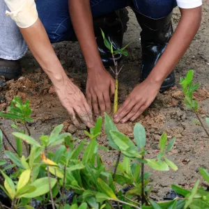 Projeto Maré