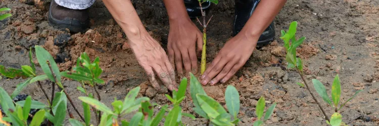Projeto Maré