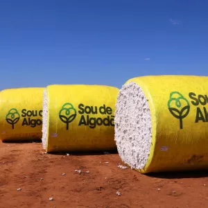 Safra 2025 IBGE e Conab