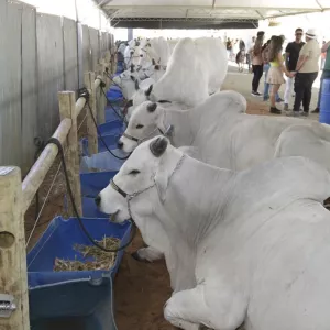 Agronegócio baiano responde por 24,9% do PIB no terceiro trimestre de 2025