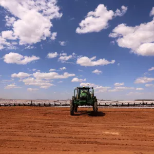 Plantação de algodão