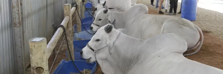 Agronegócio baiano responde por 24,9% do PIB no terceiro trimestre de 2025