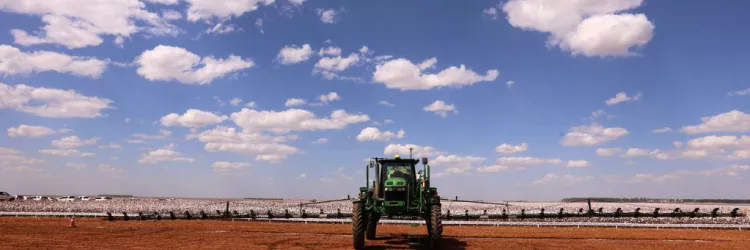 Plantação de algodão