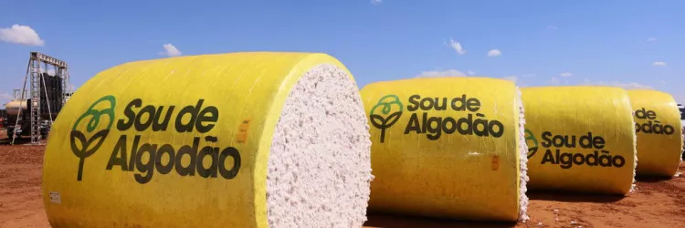 PIB do Agronegócio. Algodão