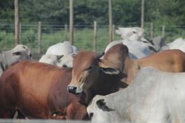 Empresários de cinco grupos investidores conhecem potencial do Polo Agroindustrial do São Francisco (5)