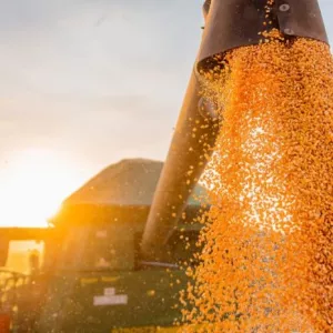 Estimativas positivas para a safra de grãos na Bahia refletem recorde de produção em soja e algodão