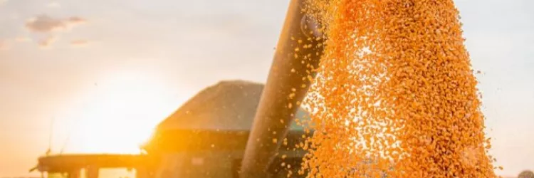 Estimativas positivas para a safra de grãos na Bahia refletem recorde de produção em soja e algodão